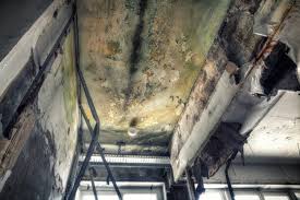 Why You Should Choose Our Mold Remediation Services in Cavalero, WA